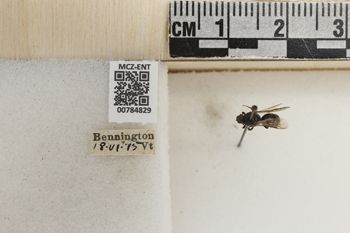 Media type: image;   Entomology 784829 Aspect: labels